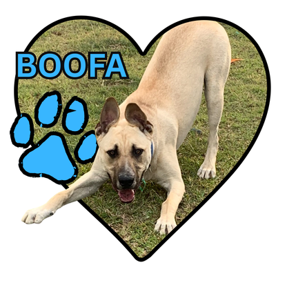 Canva template Heart and dog paw